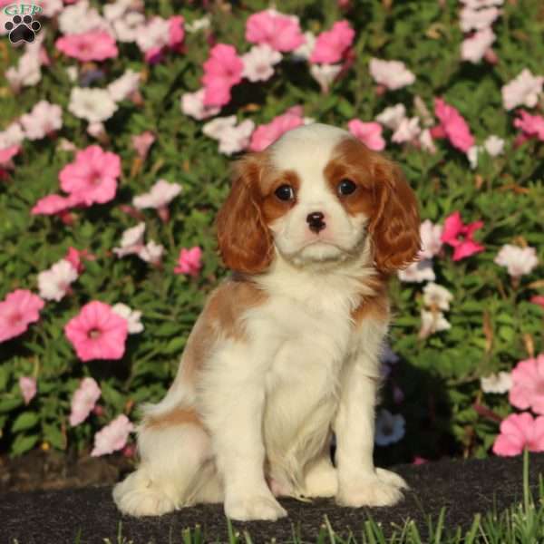 Sammy, Cavalier King Charles Spaniel Puppy