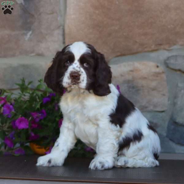 Sammy, Cocker Spaniel Puppy