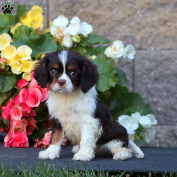 Sammy, Cavalier King Charles Spaniel Puppy