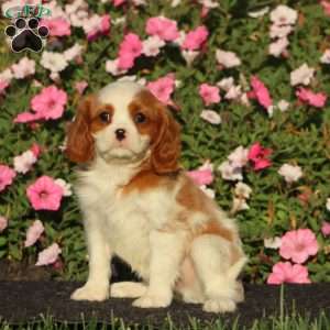 Sammy, Cavalier King Charles Spaniel Puppy