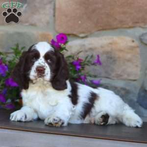 Sammy, Cocker Spaniel Puppy