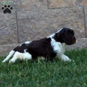 Sammy, Cavalier King Charles Spaniel Puppy