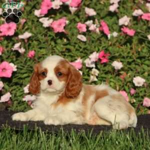 Sammy, Cavalier King Charles Spaniel Puppy