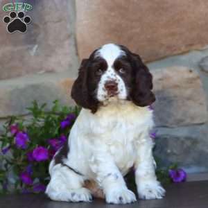 Sammy, Cocker Spaniel Puppy