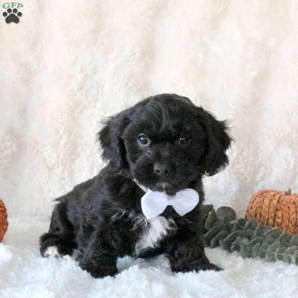 Sampson, Cavachon Puppy
