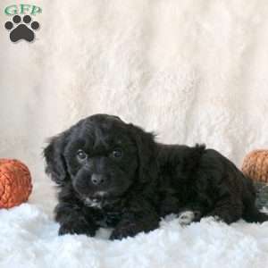 Sampson, Cavachon Puppy