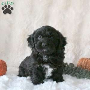 Sampson, Cavachon Puppy
