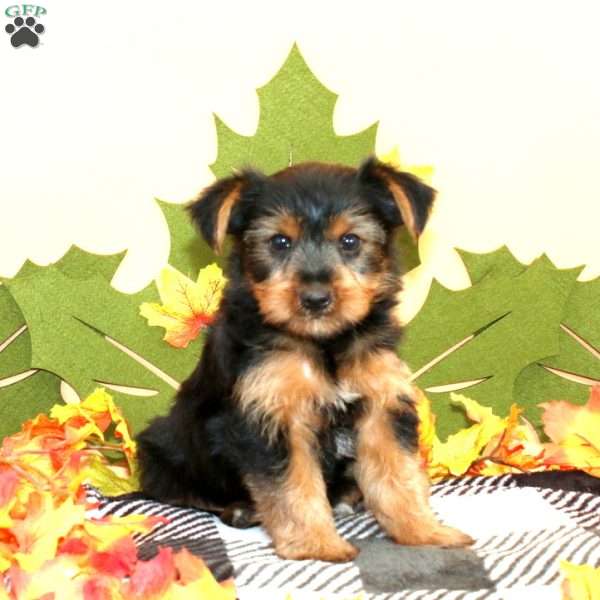 Samuel, Yorkie Puppy