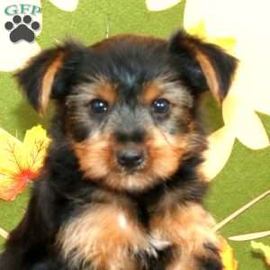 Samuel, Yorkie Puppy