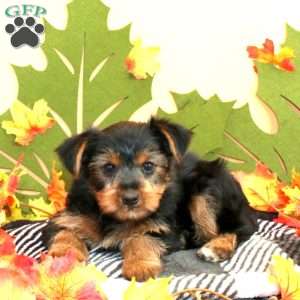 Samuel, Yorkie Puppy