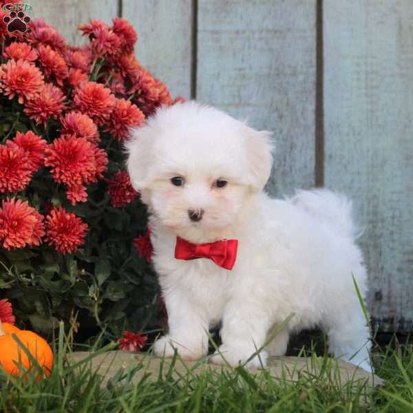 Sandra, Maltichon Puppy