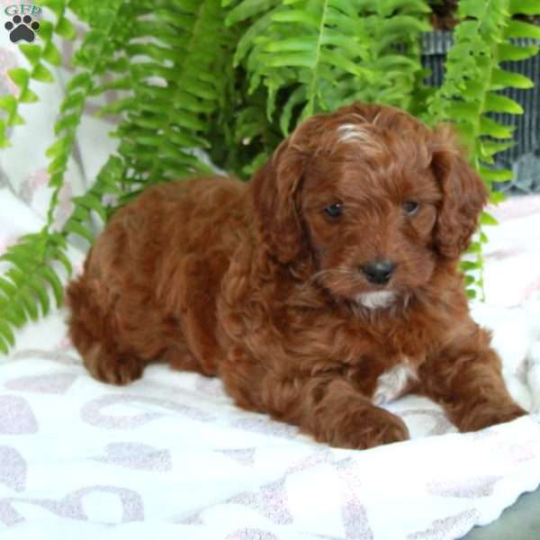 Sandra, Cavapoo Puppy