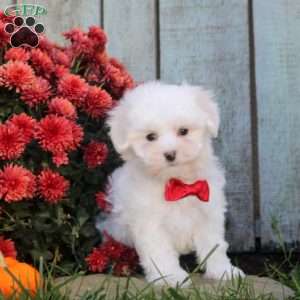 Sandra, Maltichon Puppy