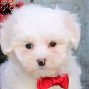 Sandra, Maltichon Puppy