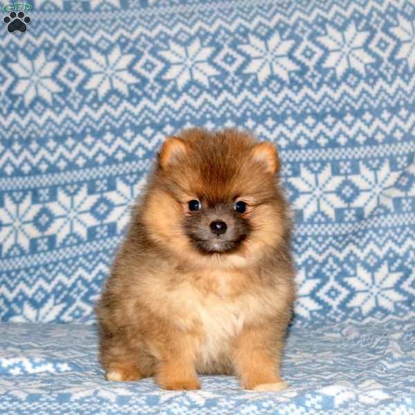 Sandy, Pomeranian Puppy
