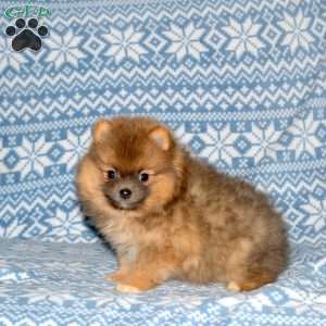 Sandy, Pomeranian Puppy