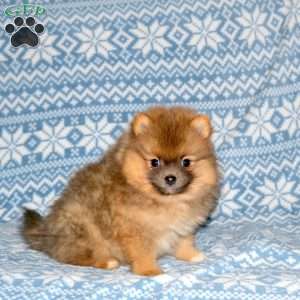 Sandy, Pomeranian Puppy