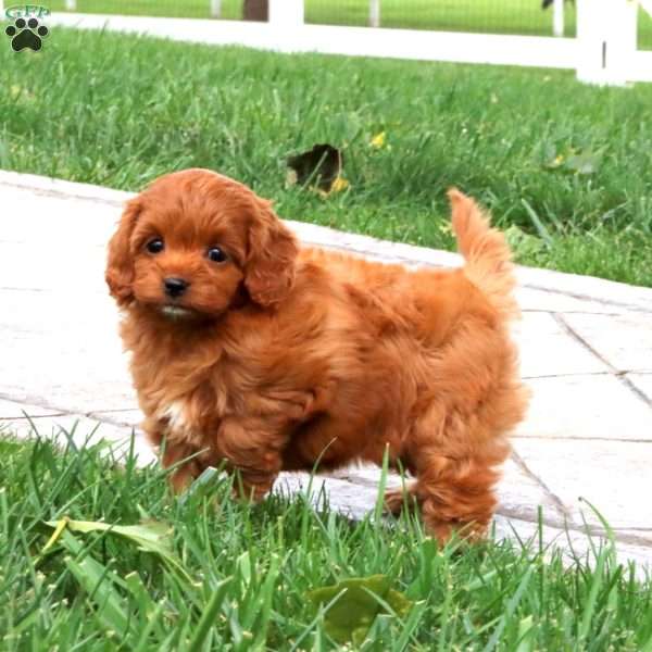 Sandy, Cavapoo Puppy