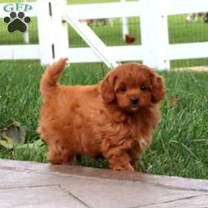 Sandy, Cavapoo Puppy