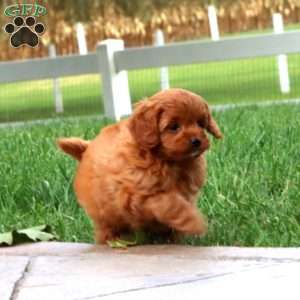 Sandy, Cavapoo Puppy