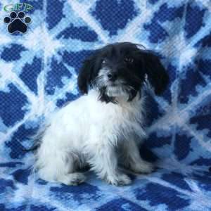 Sapphire, Chi-Poo Puppy