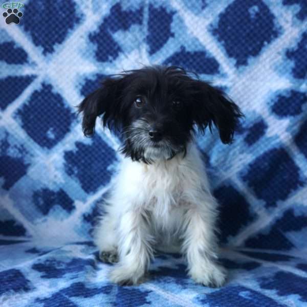 Sapphire, Chi-Poo Puppy