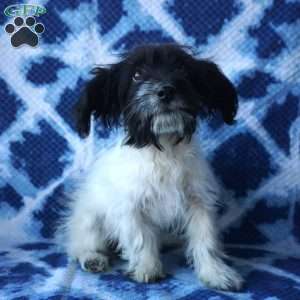Sapphire, Chi-Poo Puppy