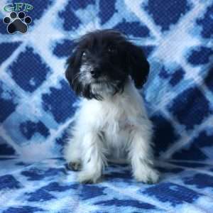 Sapphire, Chi-Poo Puppy