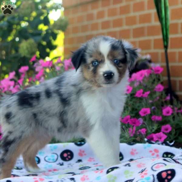 Sara, Miniature Australian Shepherd Puppy
