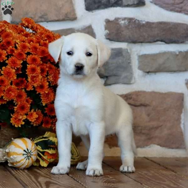 Sara, Golden Labrador Puppy