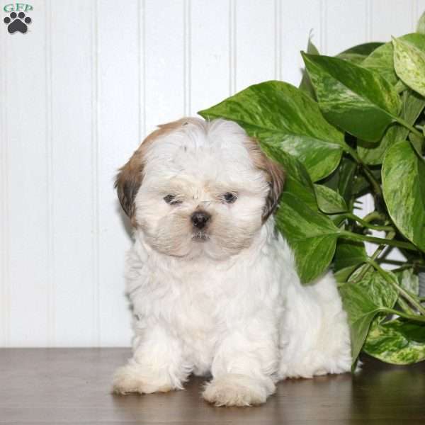 Sarah, Shih Tzu Puppy
