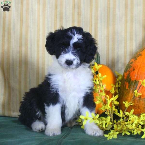 Sarah, Mini Aussiedoodle Puppy