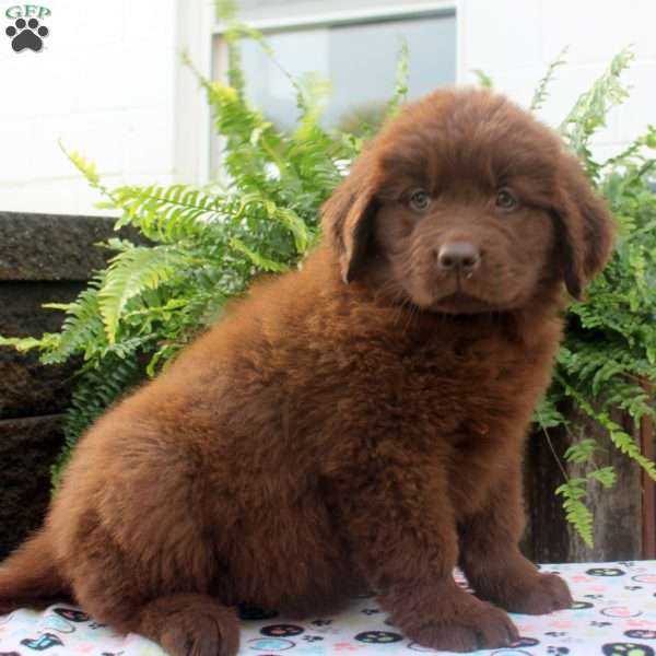 Sarah, Newfoundland Puppy