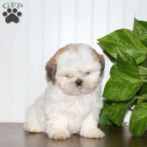 Sarah, Shih Tzu Puppy