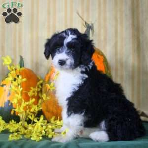 Sarah, Mini Aussiedoodle Puppy