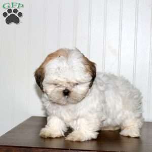 Sarah, Shih Tzu Puppy