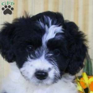 Sarah, Mini Aussiedoodle Puppy