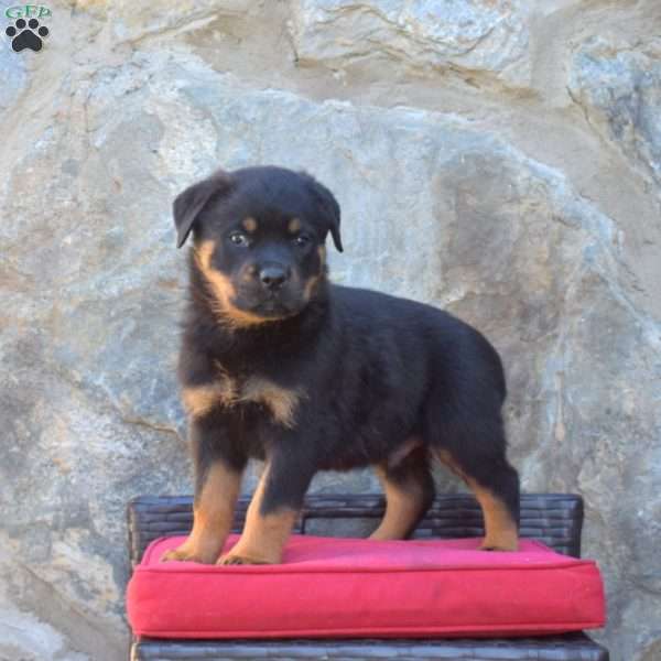 Sarge, Rottweiler Puppy