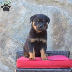 Sarge, Rottweiler Puppy