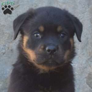 Sarge, Rottweiler Puppy