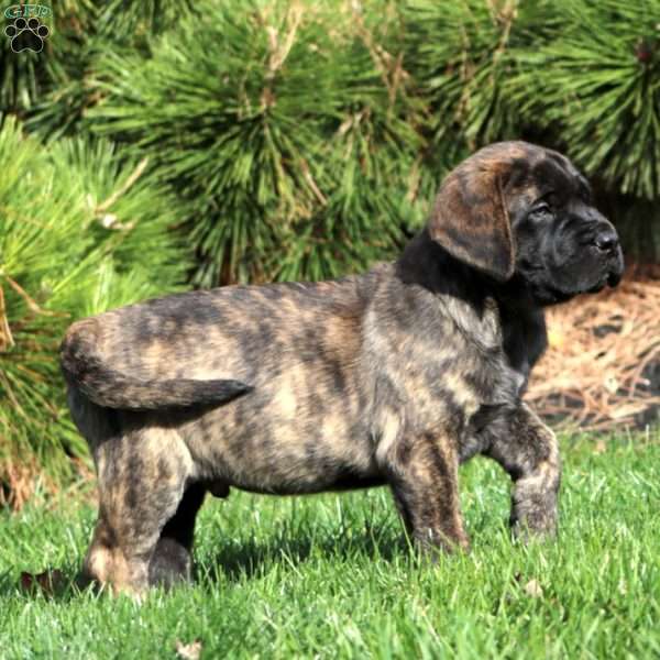 Sarge, English Mastiff Puppy