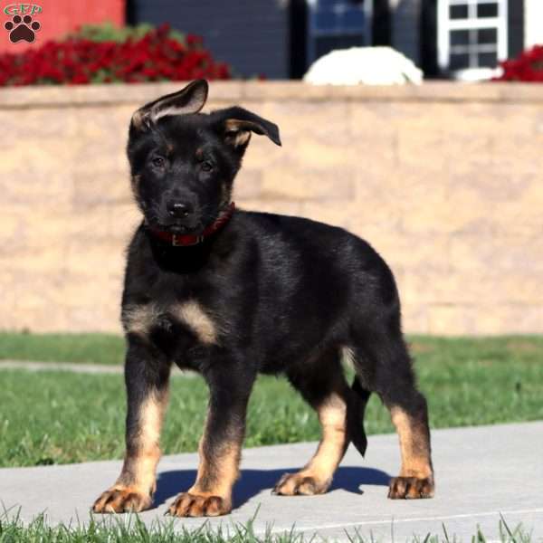 Sarge, German Shepherd Puppy