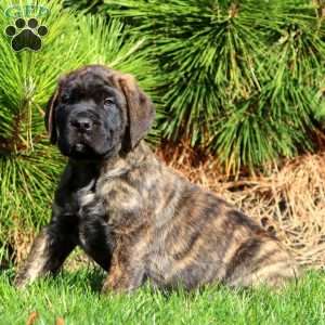 Sarge, English Mastiff Puppy