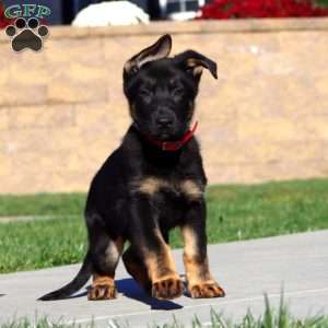 Sarge, German Shepherd Puppy