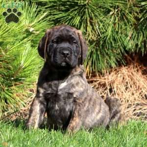 Sarge, English Mastiff Puppy
