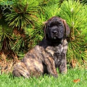 Sarge, English Mastiff Puppy