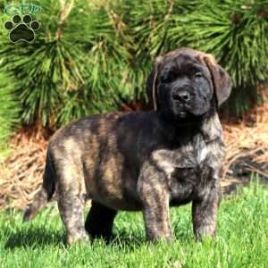 Sarge, English Mastiff Puppy