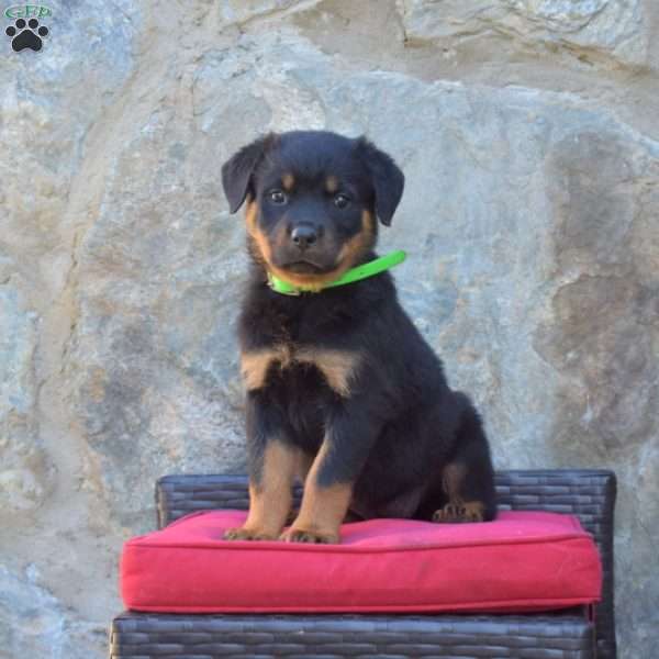 Sasha, Rottweiler Puppy
