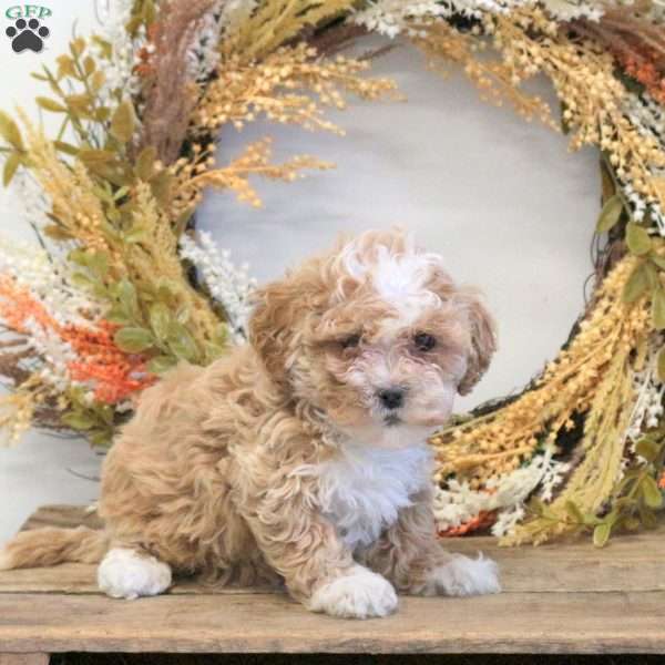 Sasha, Shih-Poo Puppy