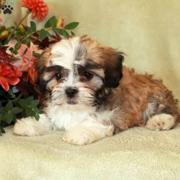 Sasha, Havashu Puppy